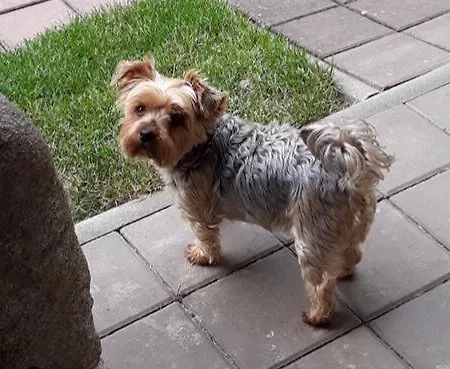 Olga 3* Marianske Lazne